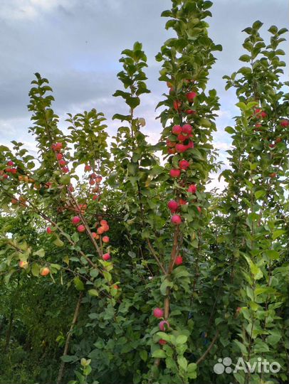 Яблоки домашние