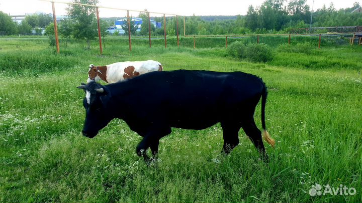 Корова стельная и 2 тёлочки