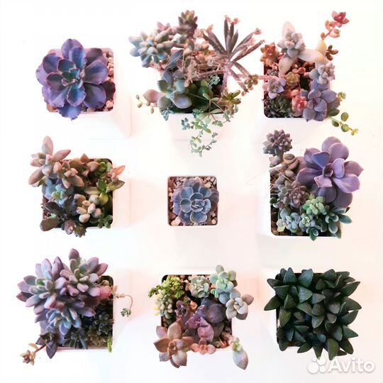 Садик из суккулентов, суккуленты