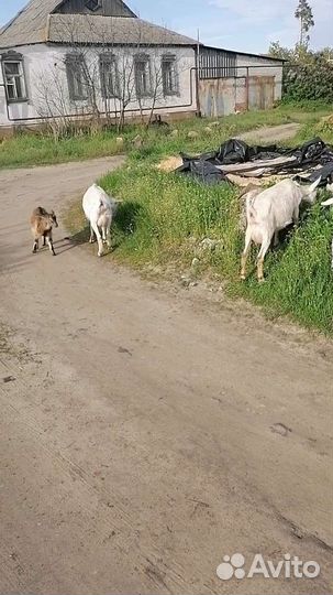Коза дойная молочная