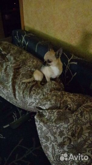 Вязка собак чихуахуа