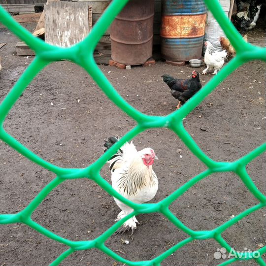 Петух Брама