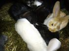 Кролики породы Рекс, Кролики Французские бараны объявление продам