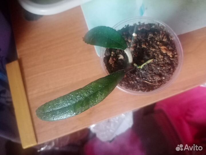 Хойя Финлайсони