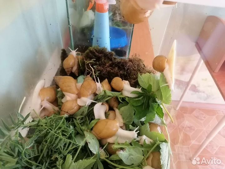 Улитки ахатины бесплатно