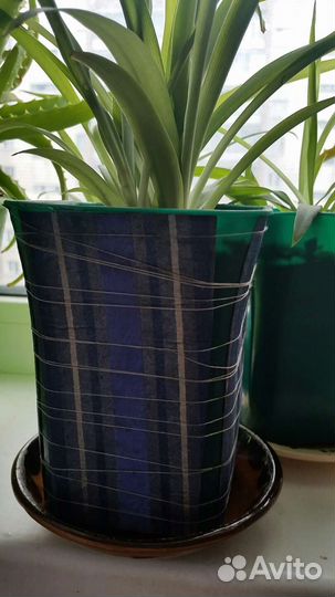 Хлорофитум Зелёный