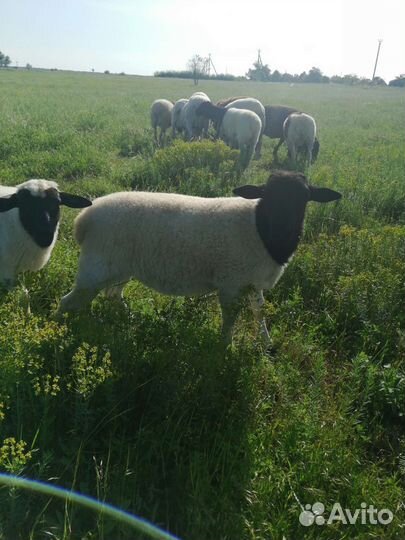 Баранчики от дорпера