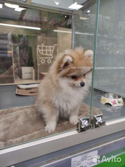 Немецкий шпиц девочка