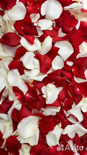 Лепестки роз