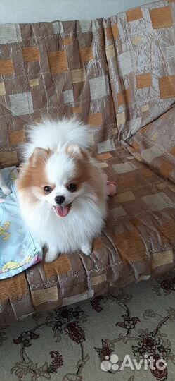 Померанский шпиц мини