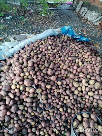 Продам картофель