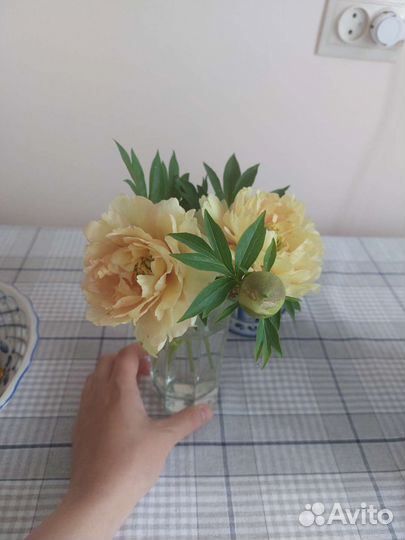 Пион Бартзелла