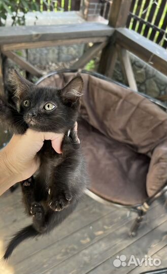 Котята бесплатно