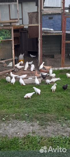 Голуби молодеж бойные