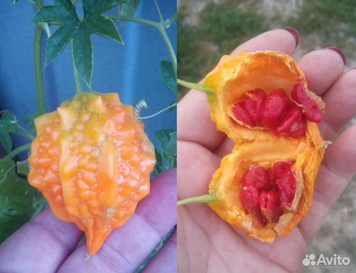 Рассада момордики