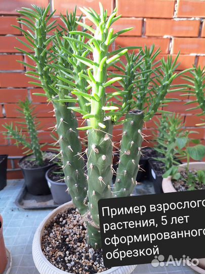 Кактус. Суккулент