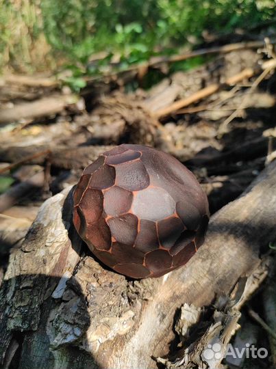 Пиала для чая - Неотесанный