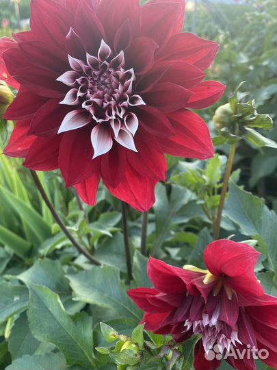 Георгины клубни