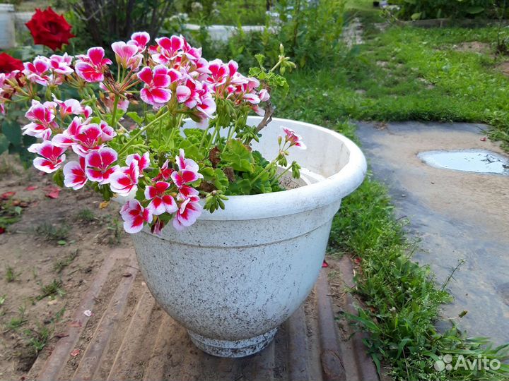 Балконное чудо