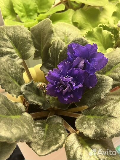 Фиалка редкий сорт