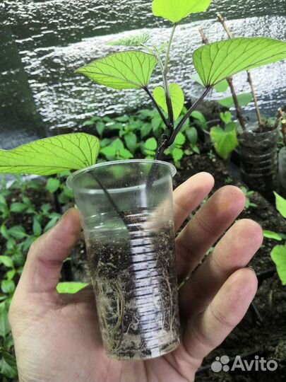 Рассада батата