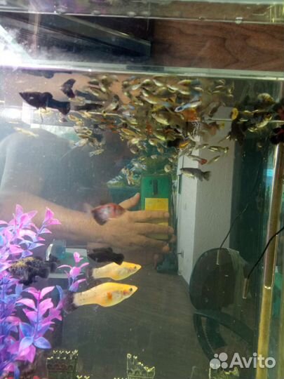 Аквариум