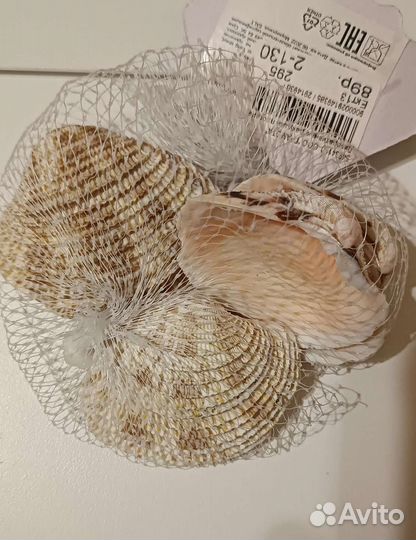 Ракушки декоративные