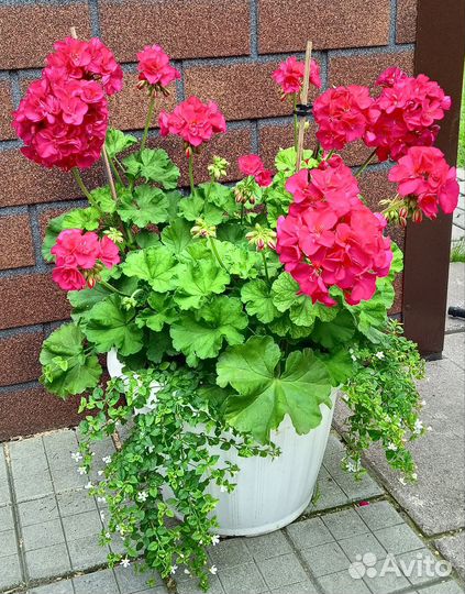 Пеларгония 3#4