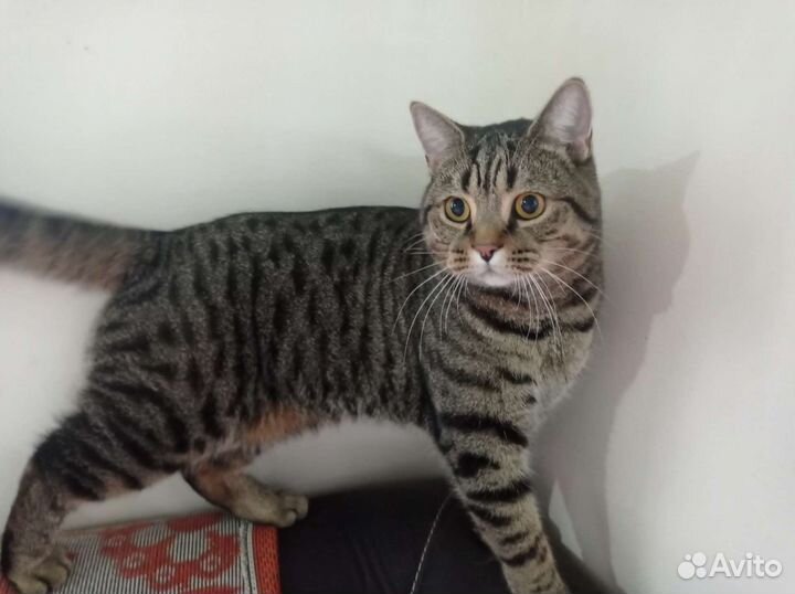 Зоогостиница, Домашняя Передержка