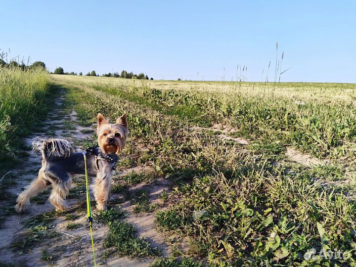 Йоркширский терьер вязка