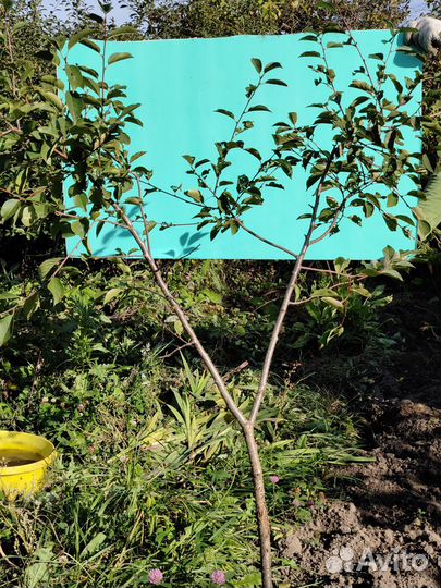 Вишня саженец