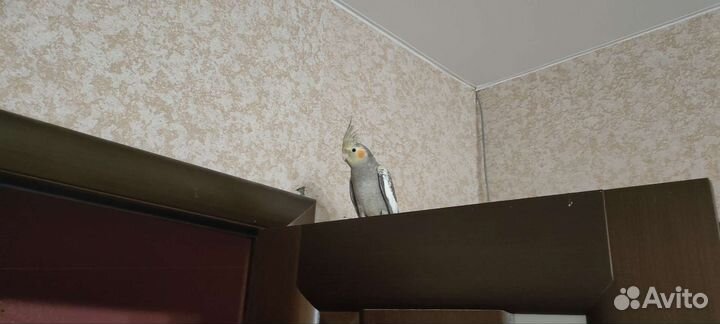 Молодой попугай корелла