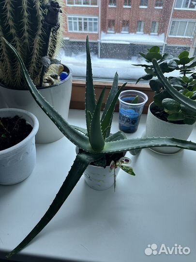 Алоэ вера и каланхоэ