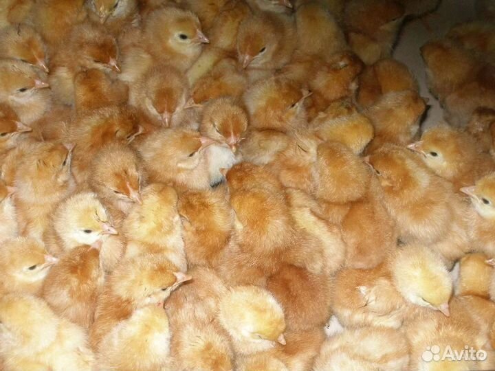 Цыплята