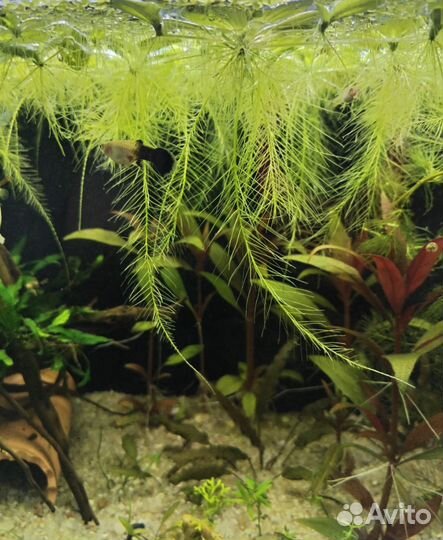 Растение Пистия