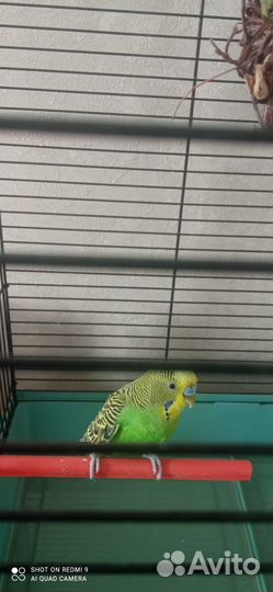 Волнистый попугай с клеткой