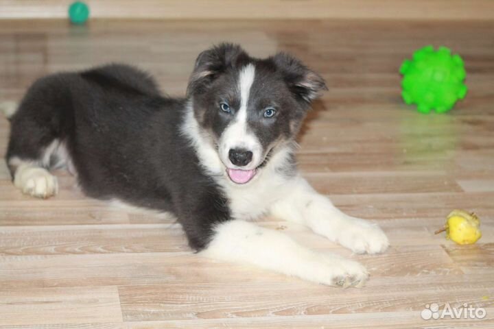 Бордер колли