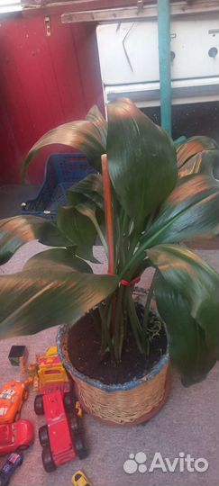 Эухарис амазонская лилия