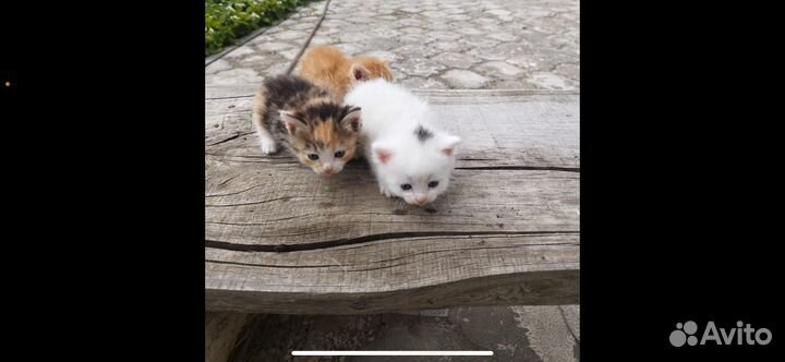 Котята