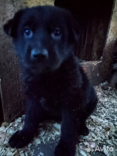 Щенки немецкой овчарки