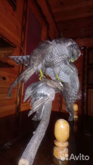 Чучело птиц