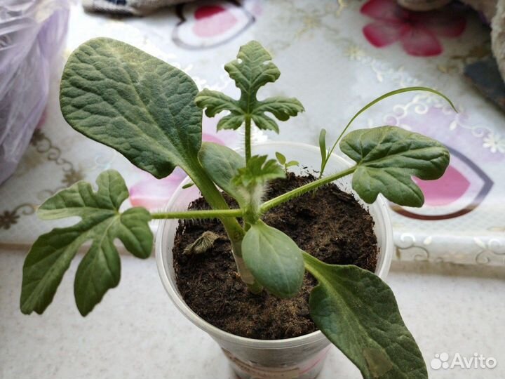 Рассада арбуза