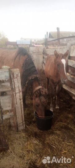 Обученная кобыла с жеребенком