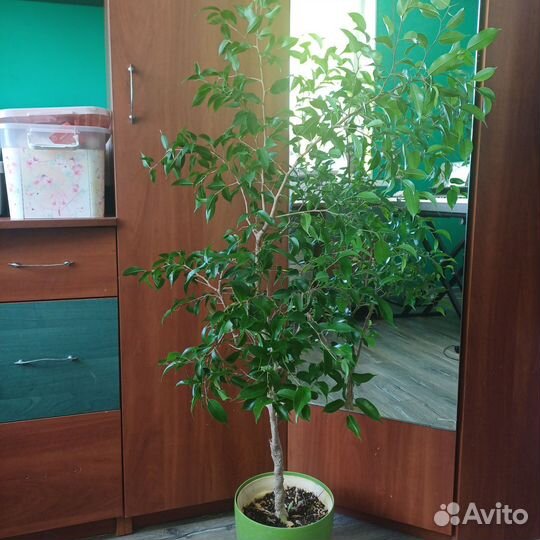 Фикус бенджамина большой