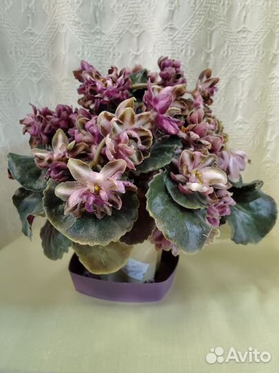 Гибискус Byron Metts