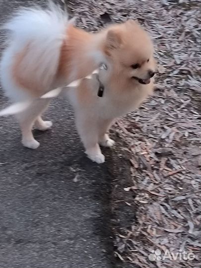 Померанский шпиц