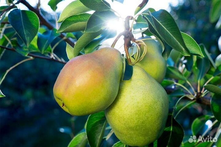 Саженцы Мичуринск