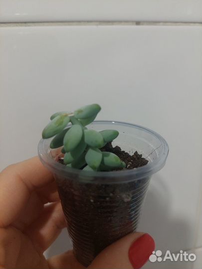 Суккуленты,Очиток моргана, Опунция,Хаввортия