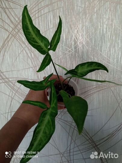 Сингониумы Ангустатум, Неон Пинк, Айрон Браун