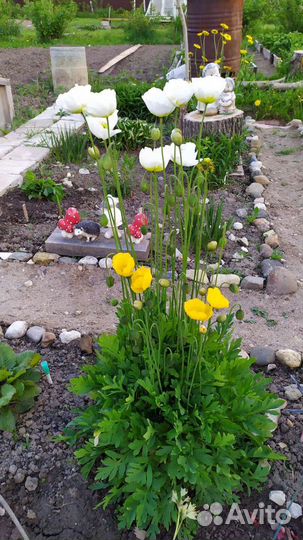 Многолетние цветы